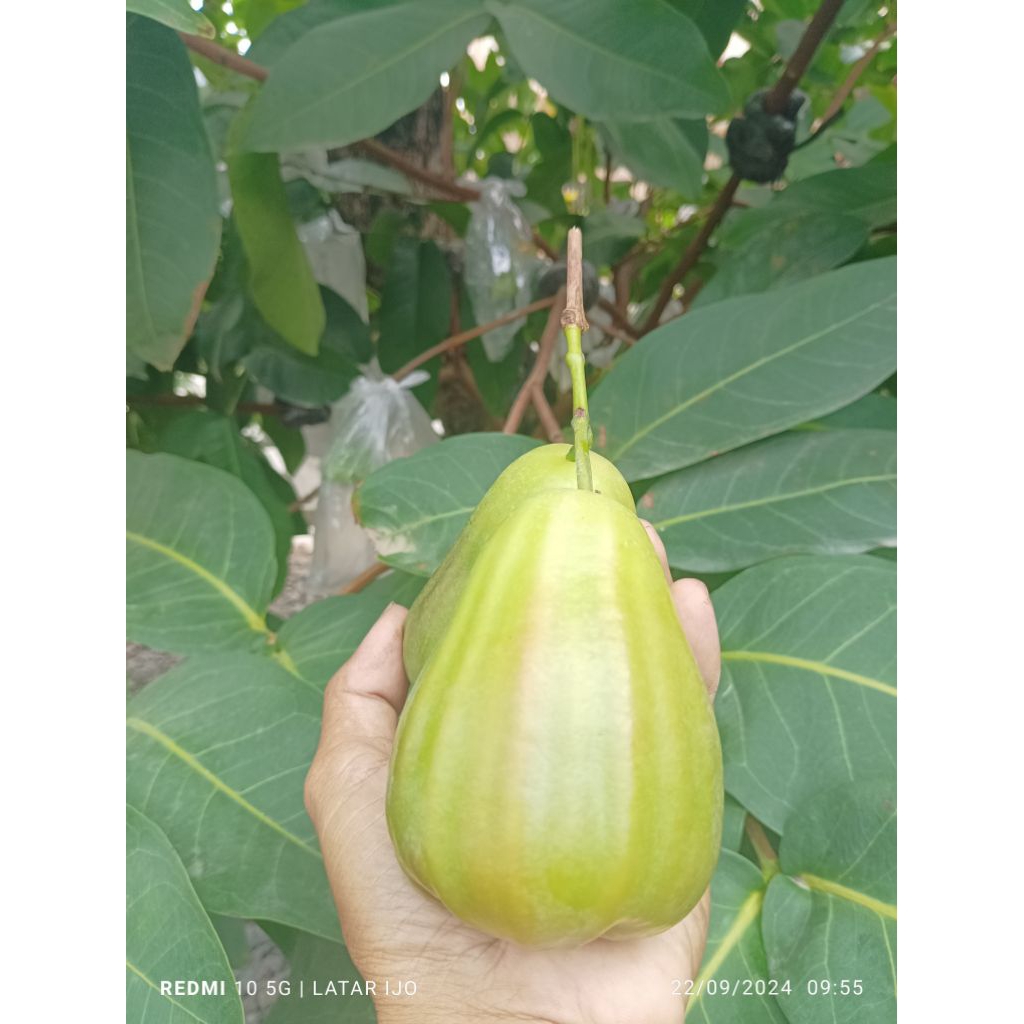 bibit jambu salju asal cangkok full media