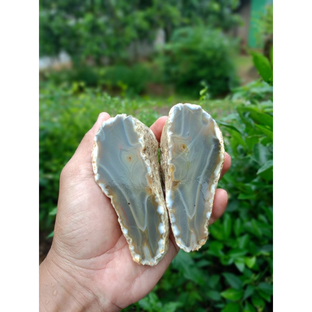 Bahan Anggur Junder combong 2PCS