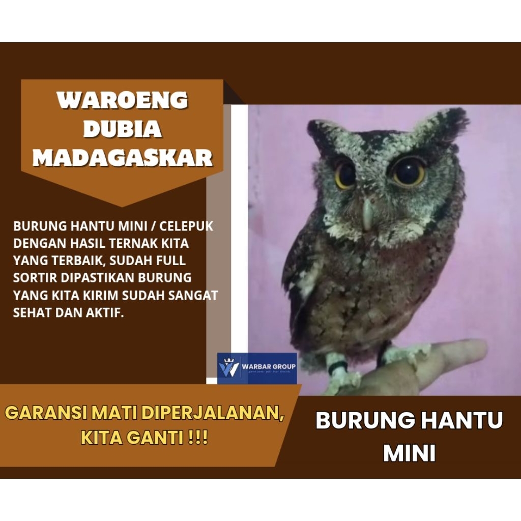 Burung hantu mini / celepuk ( anakan ) jinak sehat KUALITAS GRADE A ( GARANSI )