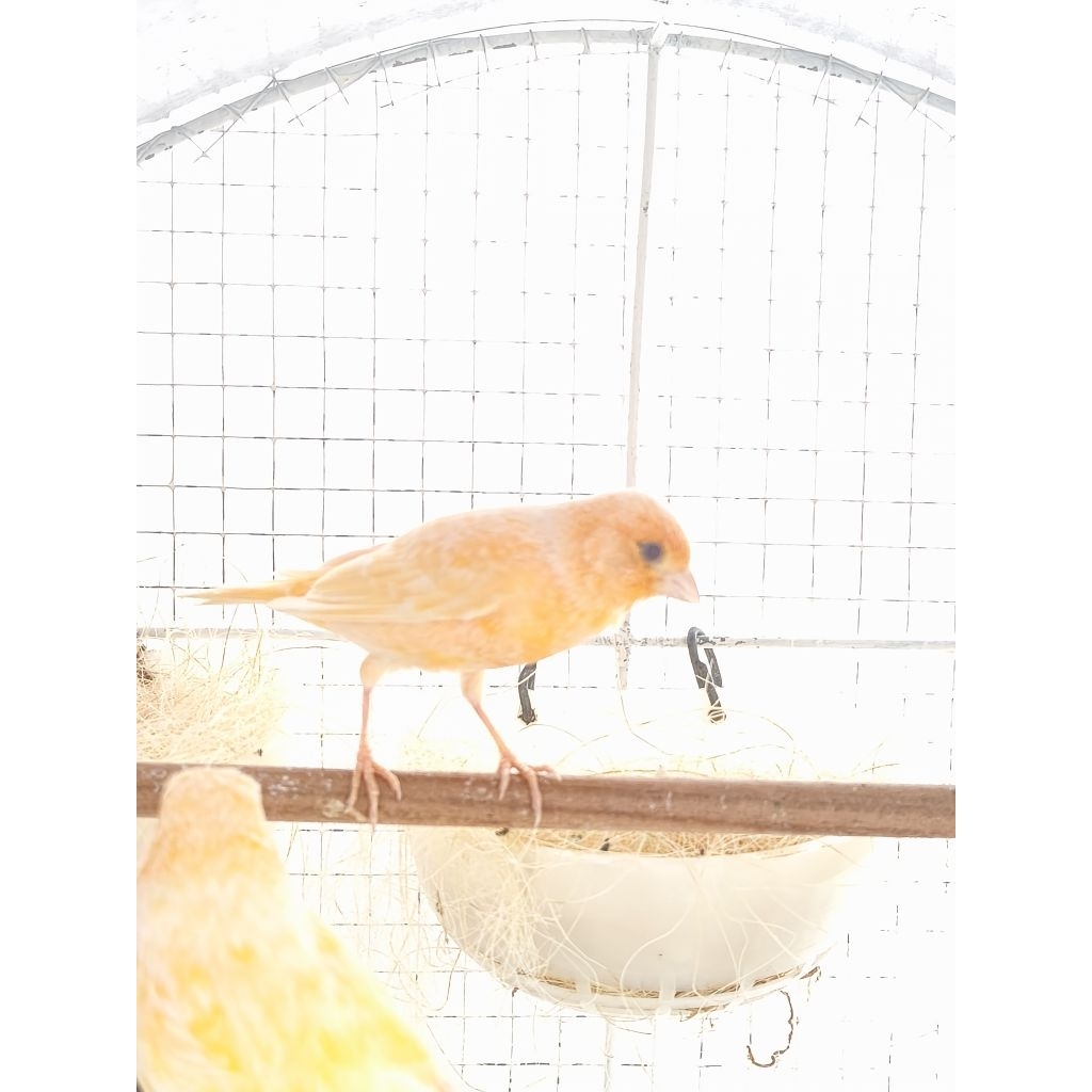 kenari lokal cerah betina siap produksi