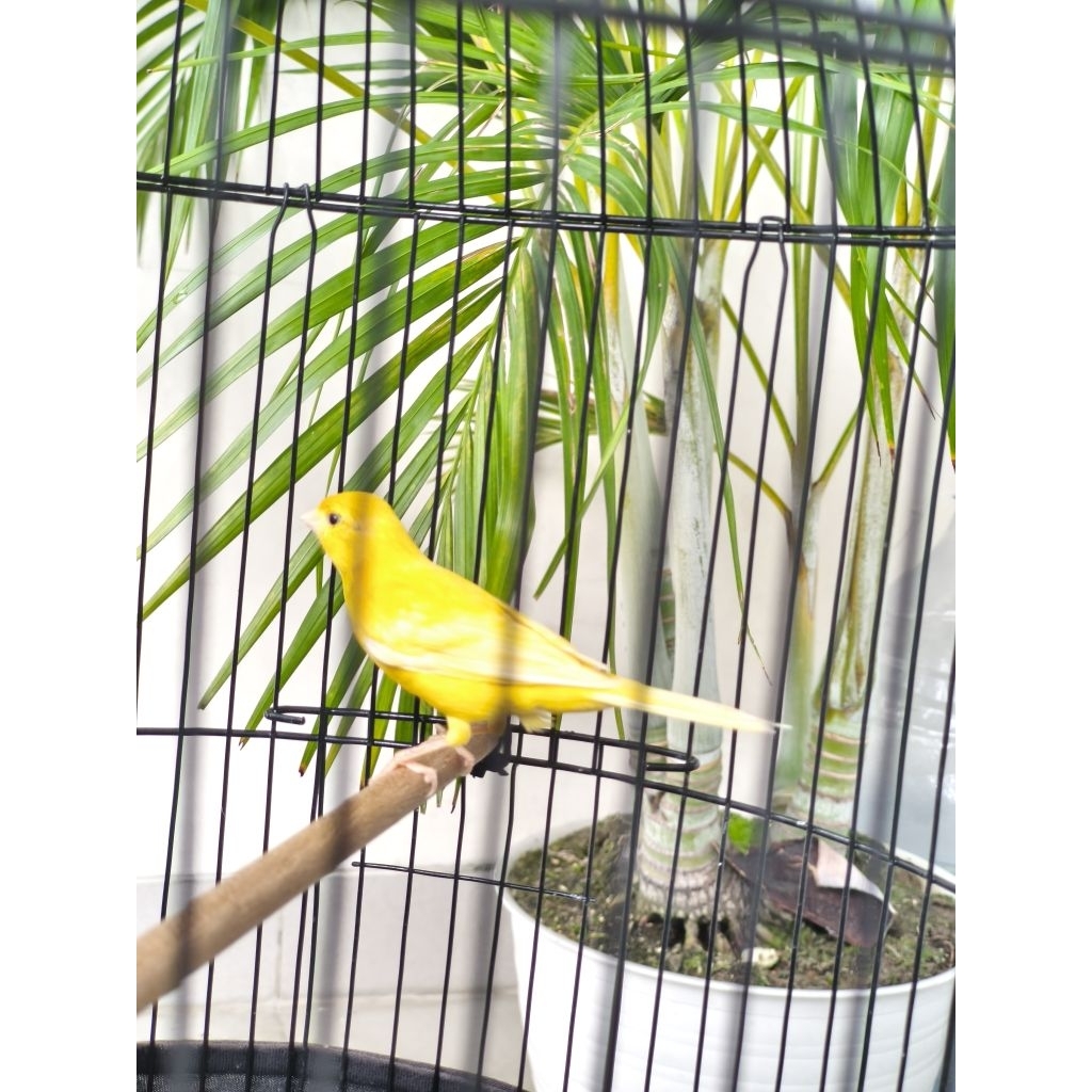 kenari lokal jantan kuning stabilo gacor