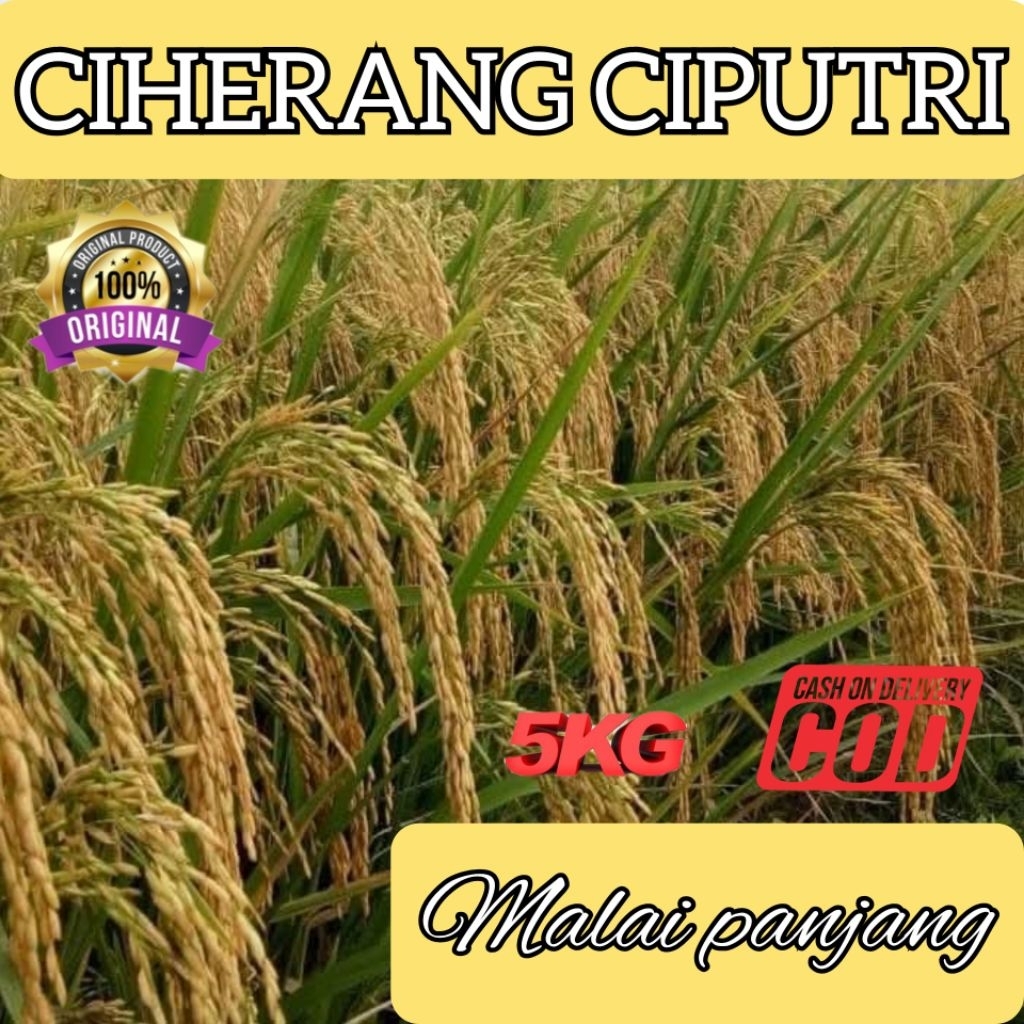 BIBIT BENIH PADI CIHERANG CIPUTRI MALAI PAJANG BERKUALITAS KEMASAN 5KG