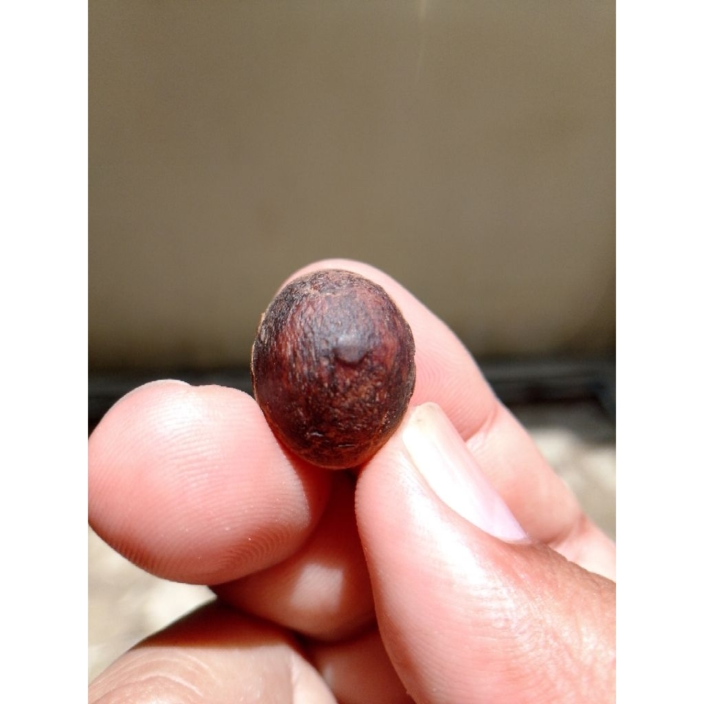 batu fosil galih asem langka