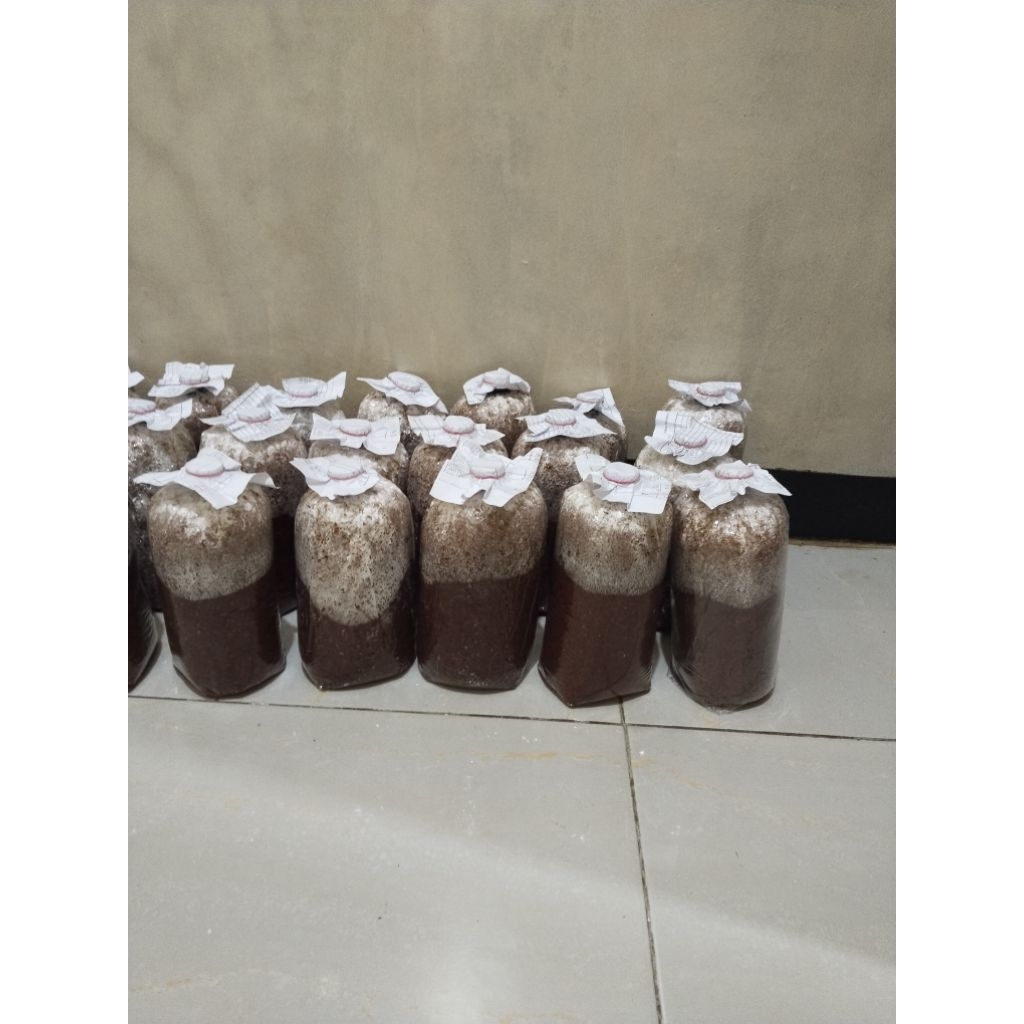 baglok jamur tiram f2