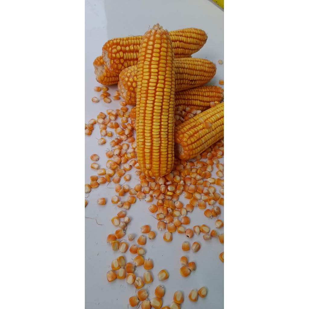 Jagung Pipil Pakan Ayam