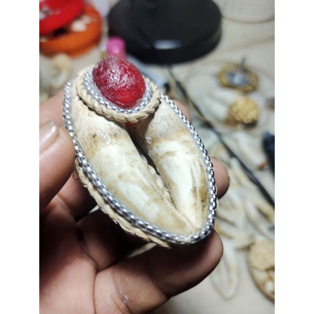 Liontin Taring Buaya Tapak Jalak Merah
