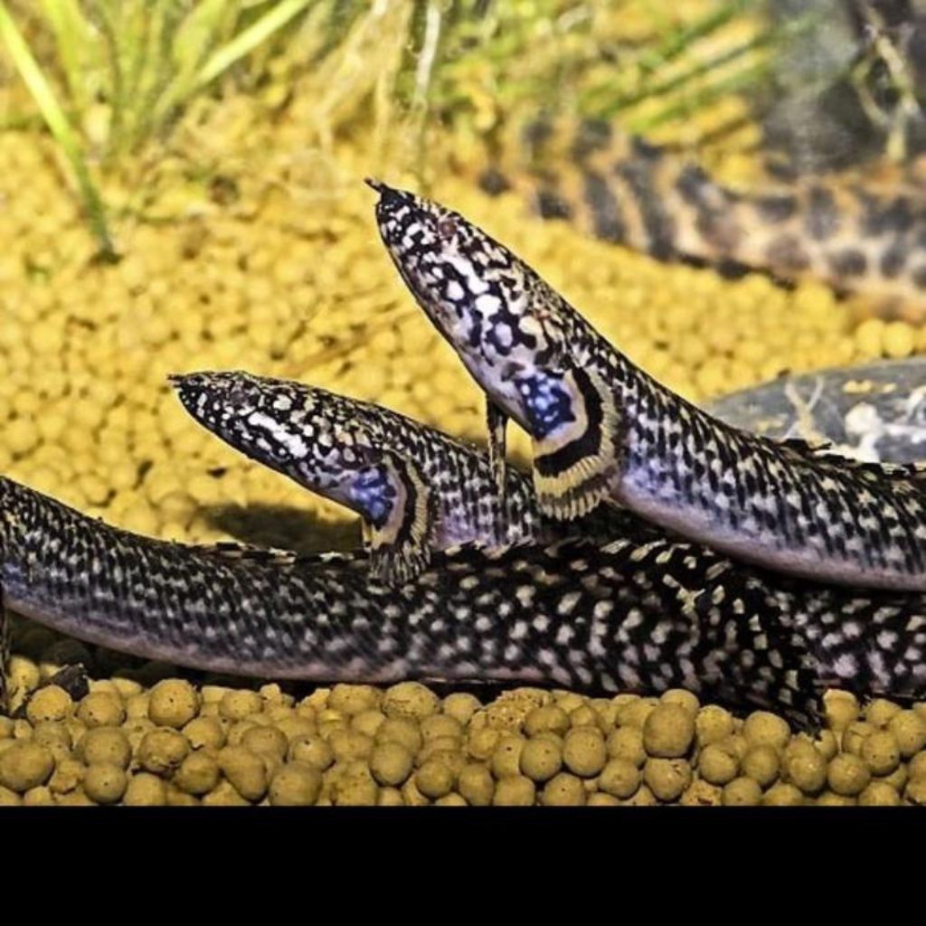 hiasan akuarium palmas orna 8-9cm (COD) garansi