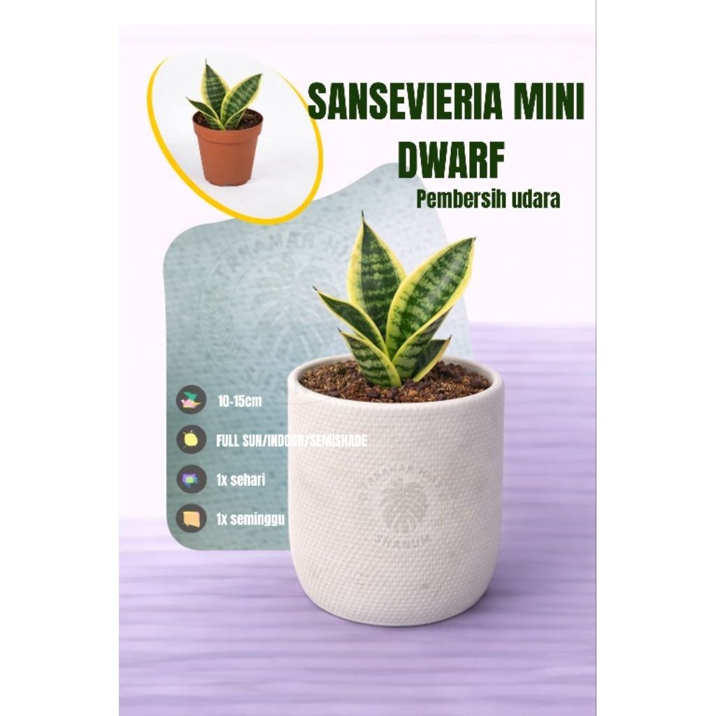 BISA COD Tanaman hias sansevieria mini dwarf - tanaman hias indoor pembersih udara - Sansivera mini 