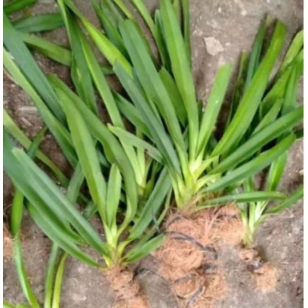 Retusa ekor tupai siap berbunga