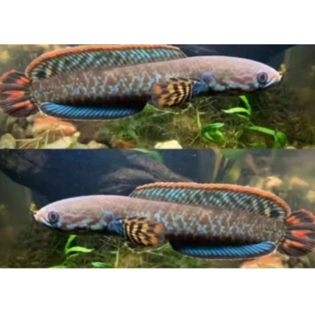 CHANA BLAHERI/BLEHERI REAL -+7CM