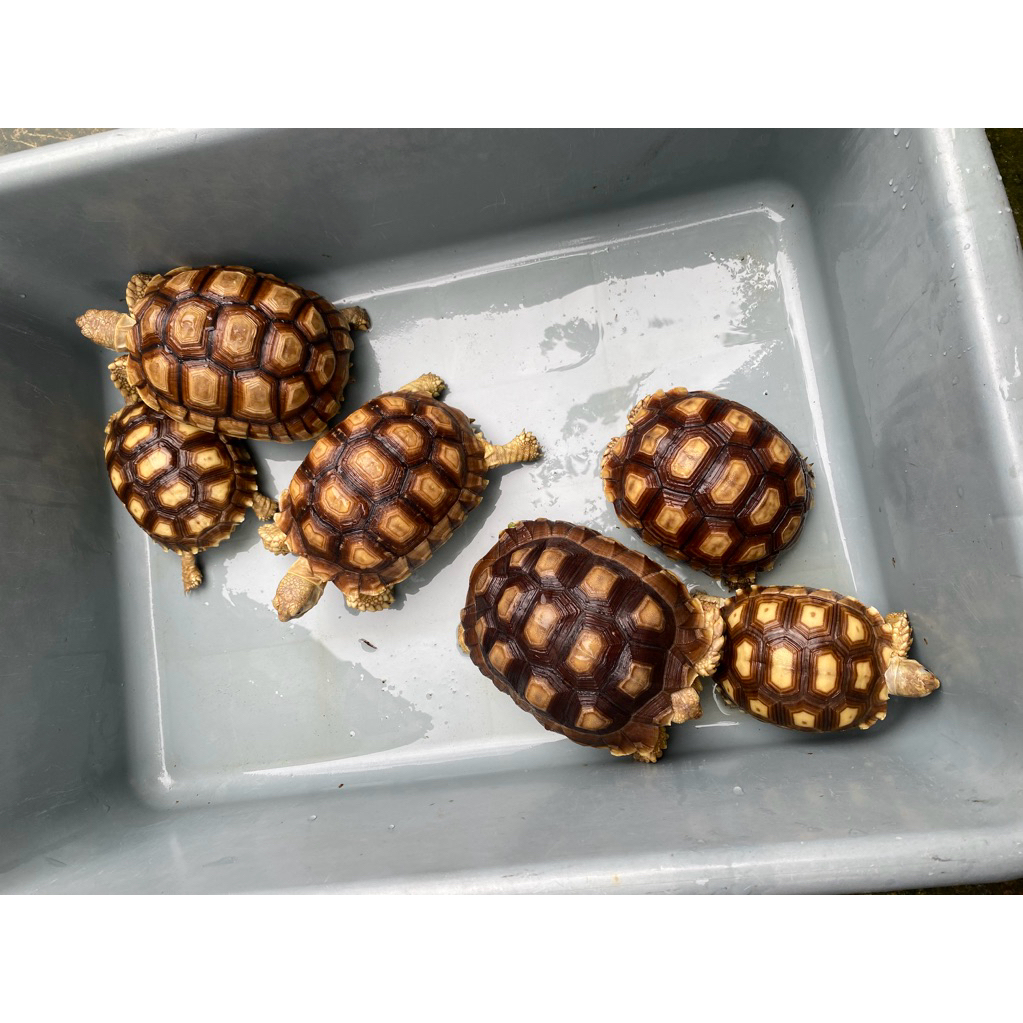 Sulcata 11-15cm