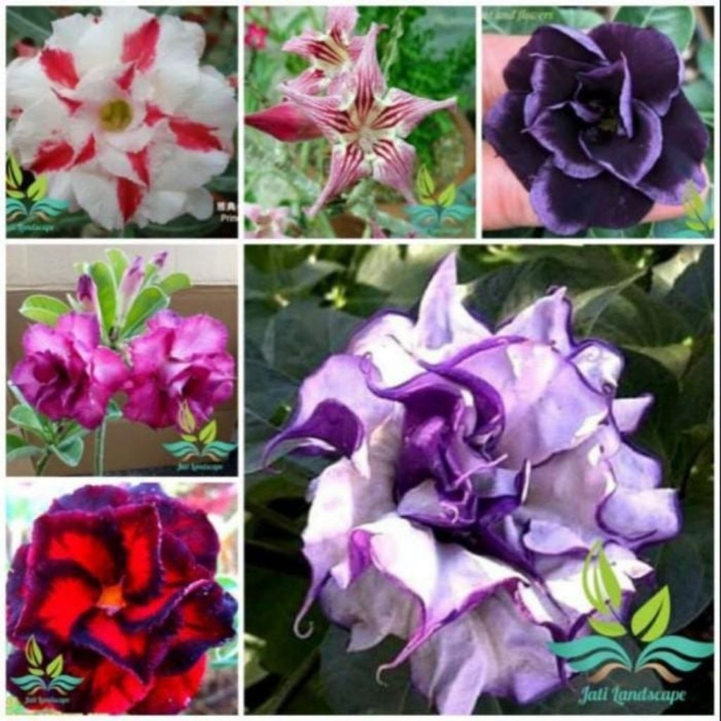 Paket hemat 6 jenis bunga tanaman hias adenium - tanaman hias bunga adenium  - bunga hidup