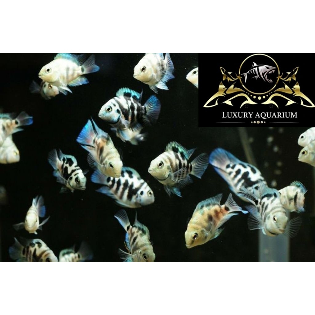 Ikan Blue Polar Parrot 2,5cm - Ikan Hias Aquascape Aquarium