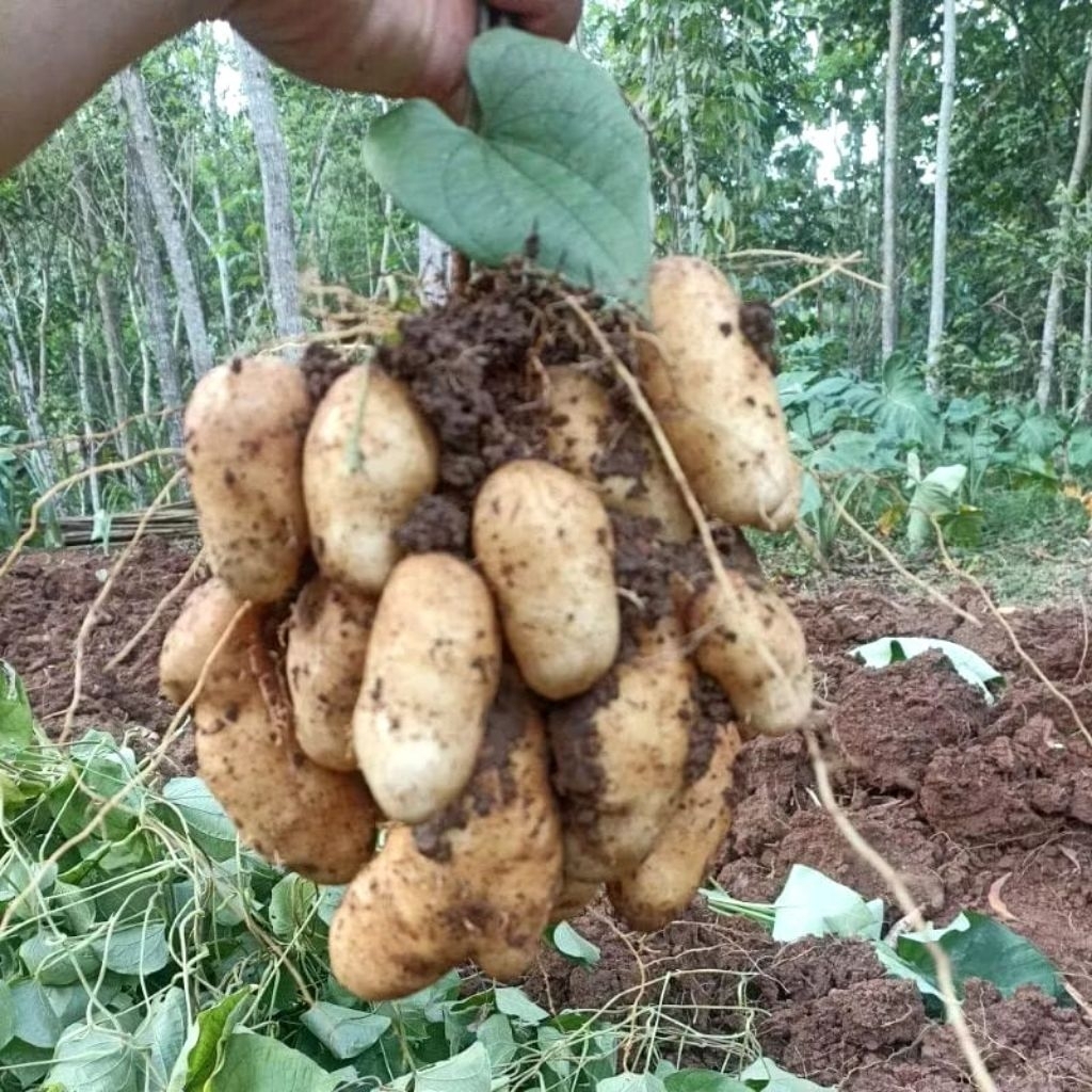 Ubi gembili ketan / Mbili ketan super pulen fresh 1kg