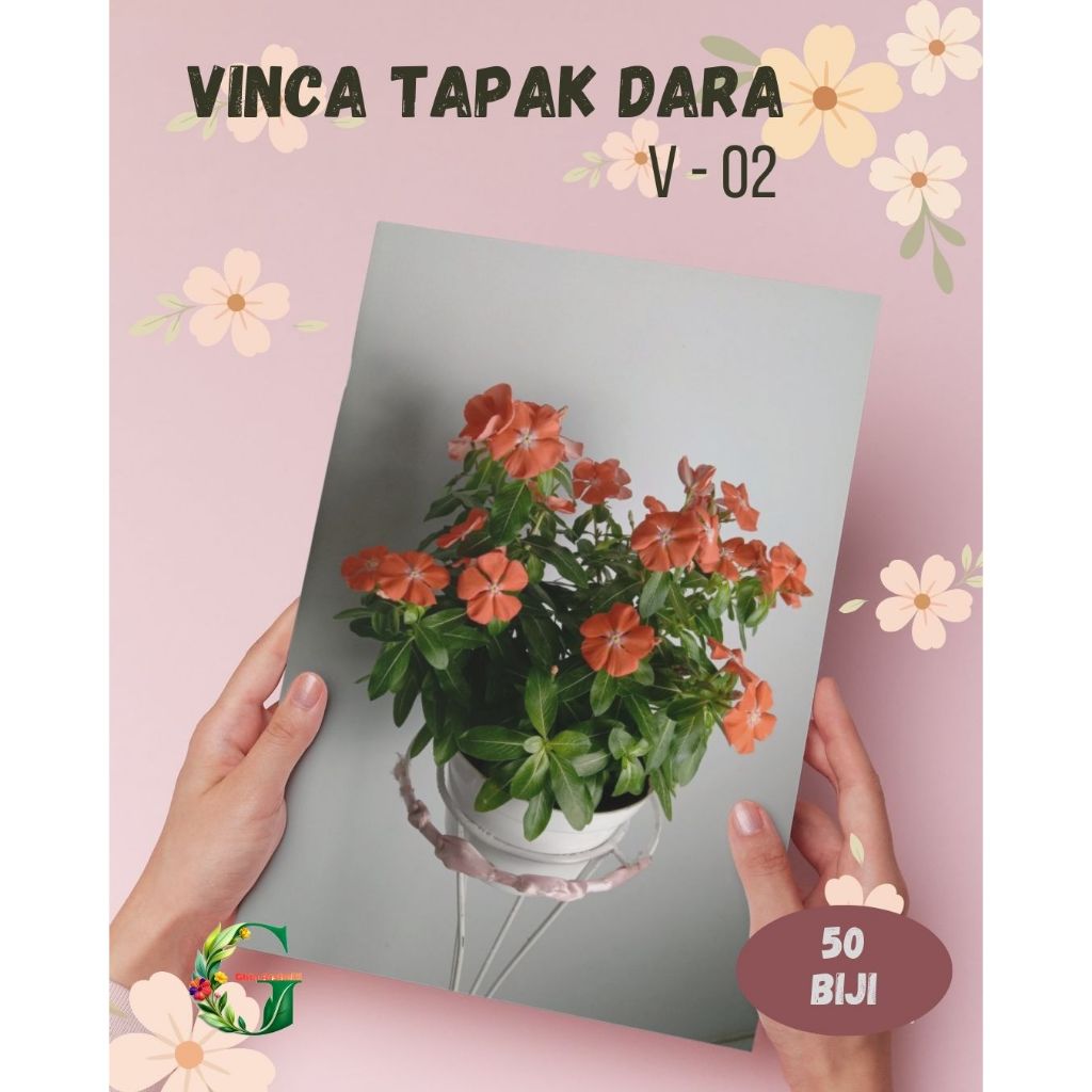 50 Benih Bunga Vinca Tapak dara Mandarin Orange