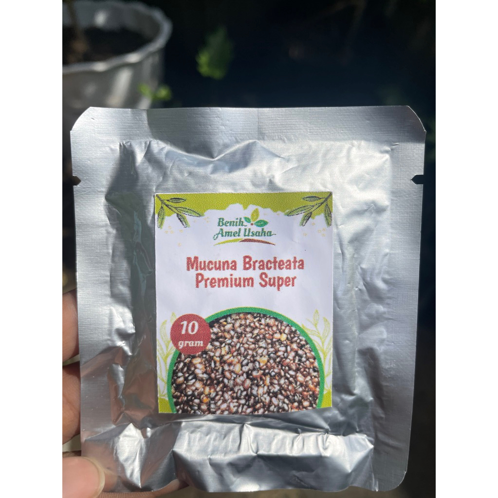 3 Paket Benih Kacang Penutup Tanah Untuk Tanaman Sawit (Mucuna Bracteata Premium Super) – 5 Biji/Pac