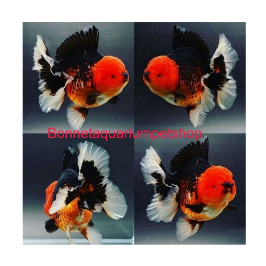 IKAN HIAS AQUARIUM KOKI PANDA TRICOLOR TANGGUNG ONLY INSTAN