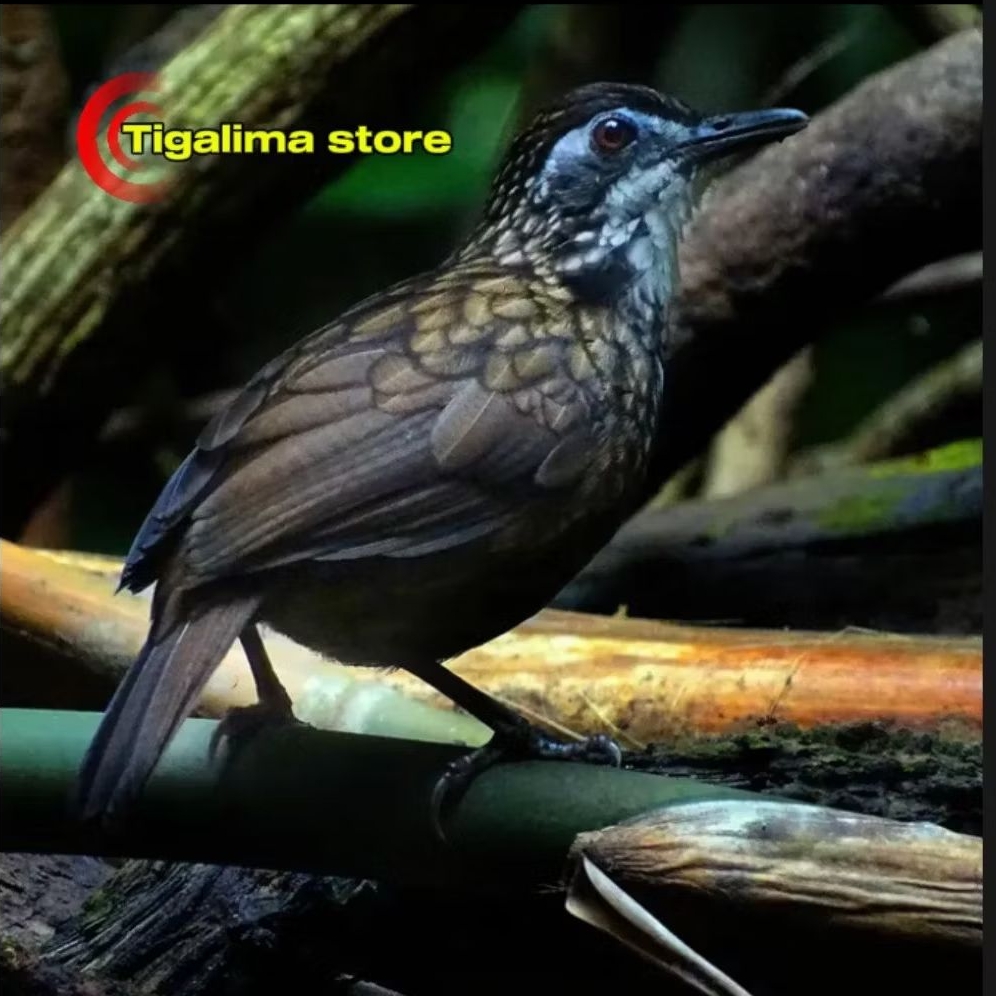 POKSAY ROWO ROWO JANTAN PILIHAN