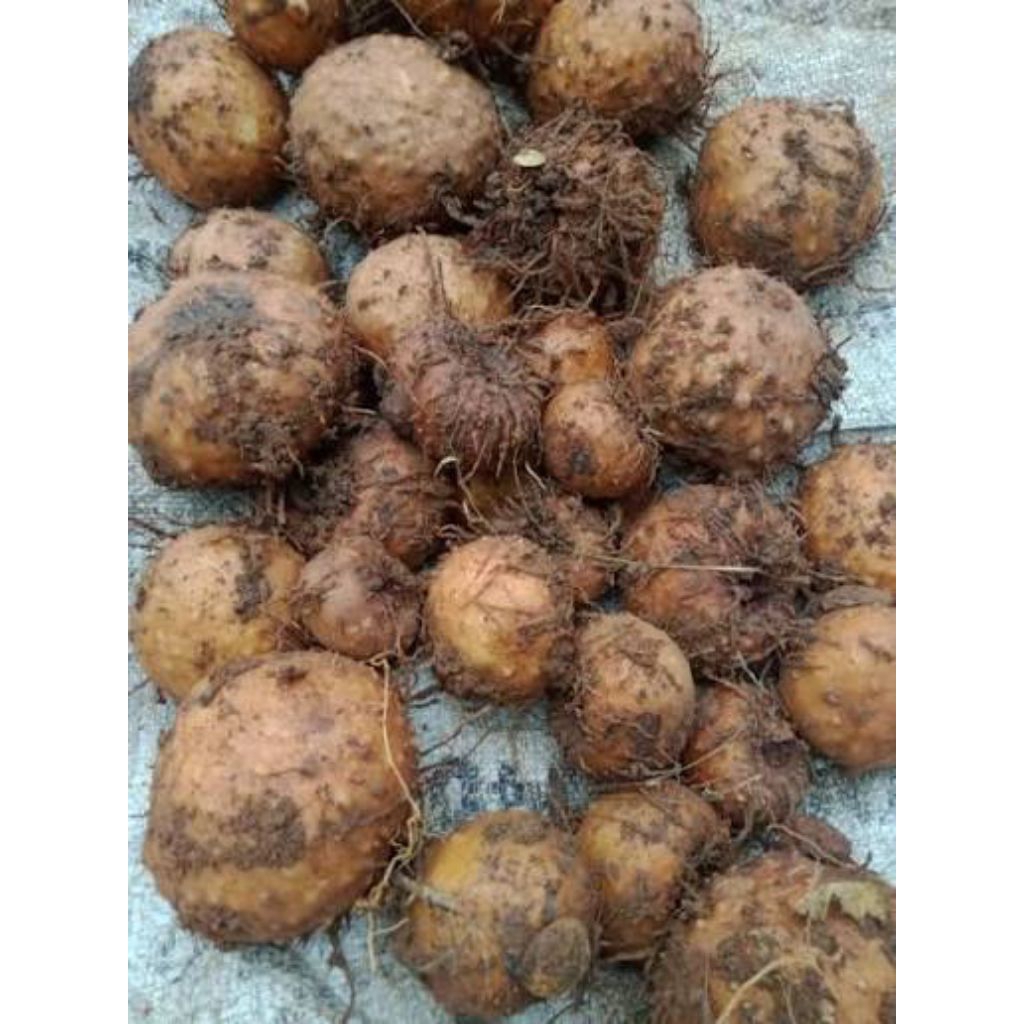 umbi porang segar alami 1kg