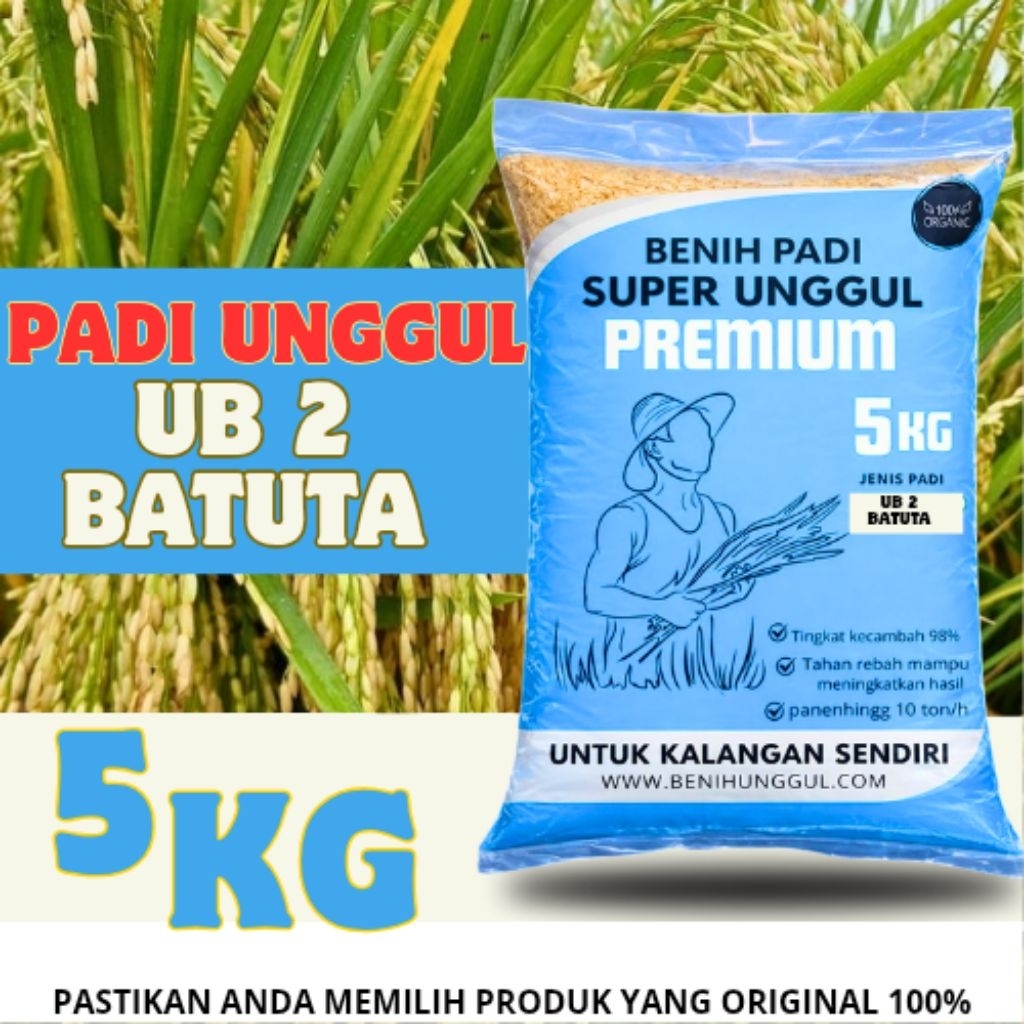 Benih/bibit padi ub2 batuta kemasan 5kg
