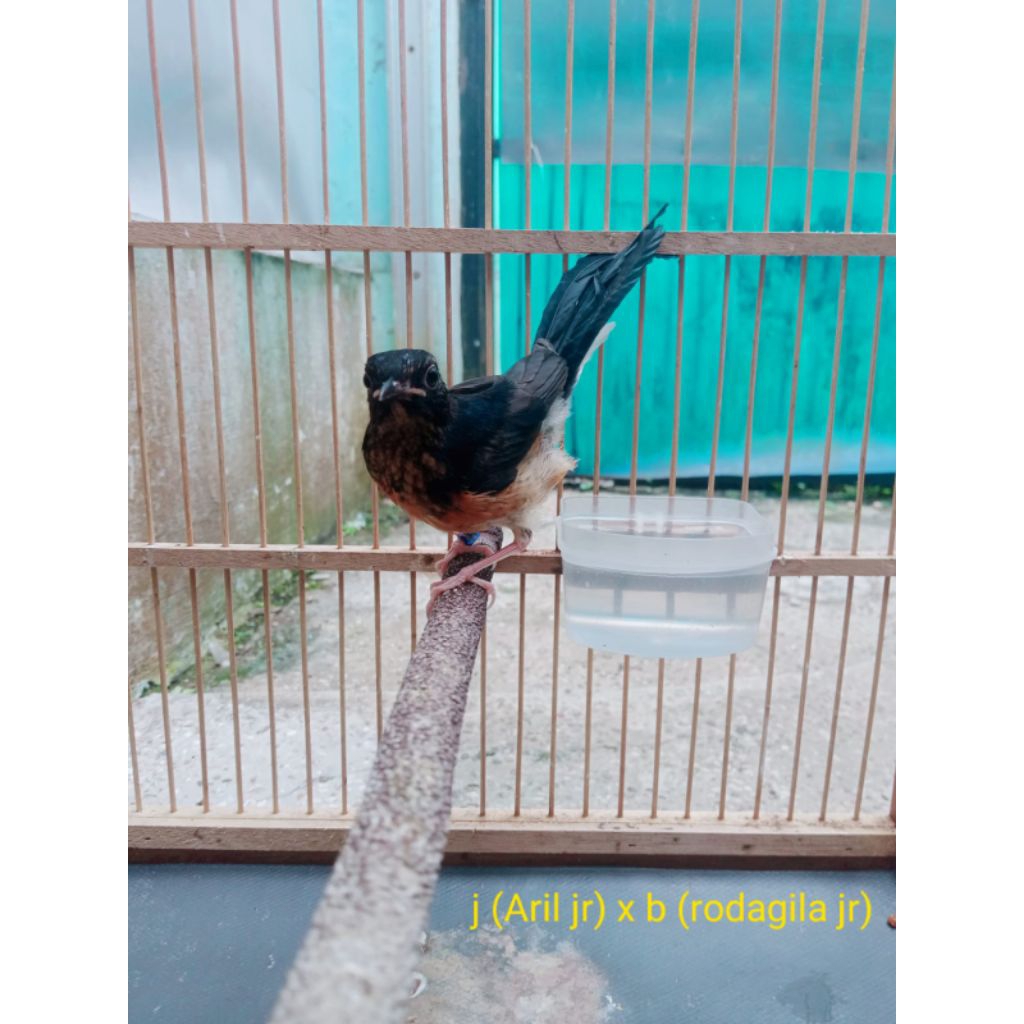 trotol murai trah jawara sudah mulai plong loloh induk jamin jos