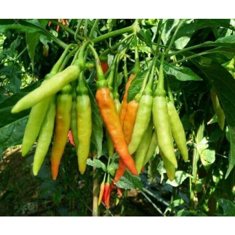 10 BIJI BENIH CABE ORION F1