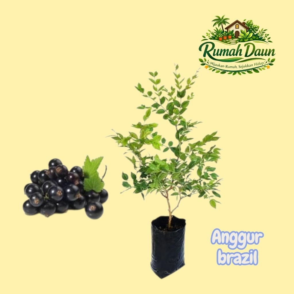 bibit pohon anggur brazil - pohon buah anggur brazil