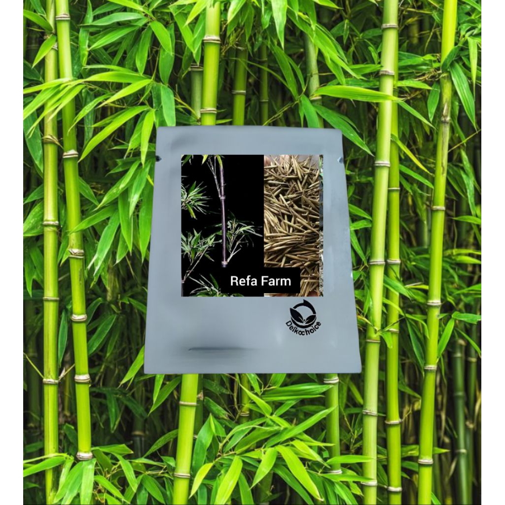 1Pak isi 5 Biji Benih Tanaman Bambu Hitam F1 Import / Benih Bambu / Biji Bambu / Bambu Hitam / Bambu