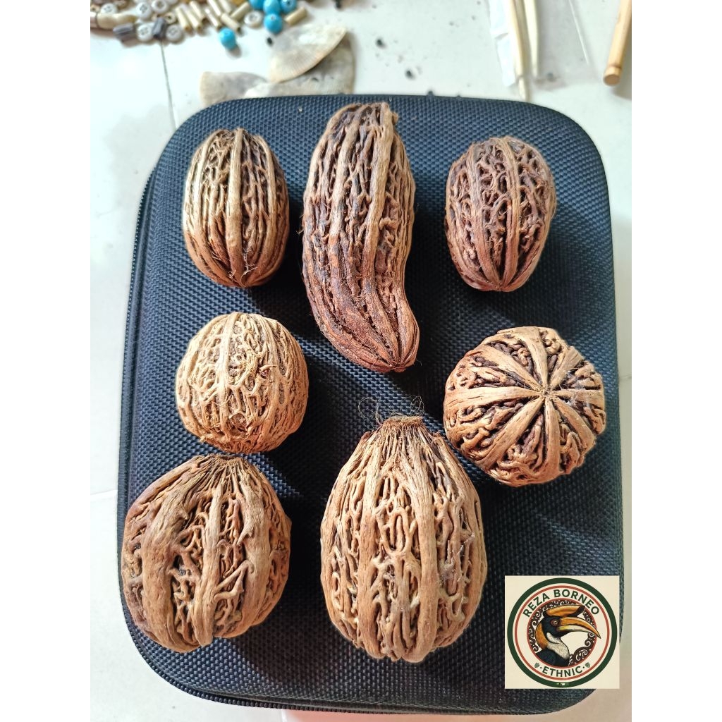 Buah Sangkahut Dayak untuk Ajimat Penyang & Obat