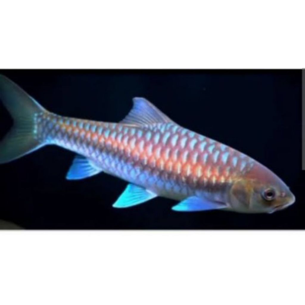 NEO STRACHEYI / BLUE MAHSEER