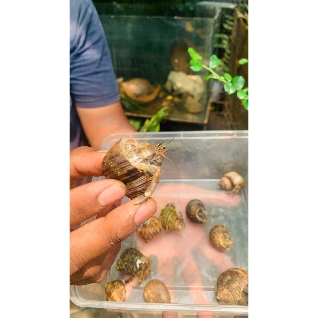 HIASAN KELOMANG | UMANG-UMANG | HERMIT CRAB