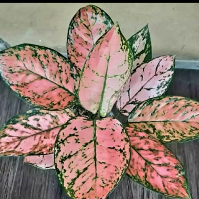 aglonema lady cristine/baby lady pink