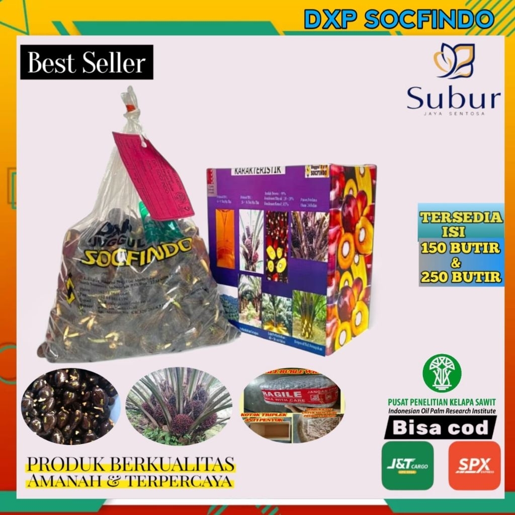 kecambah sawit dxp socfindo unggul berkualitas