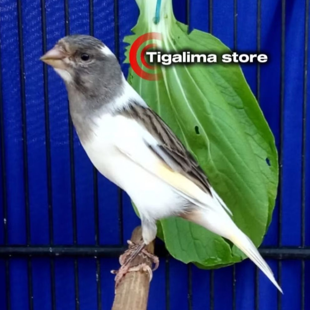 BURUNG KENARI PANDA BAHAN JANTAN PILIHAN