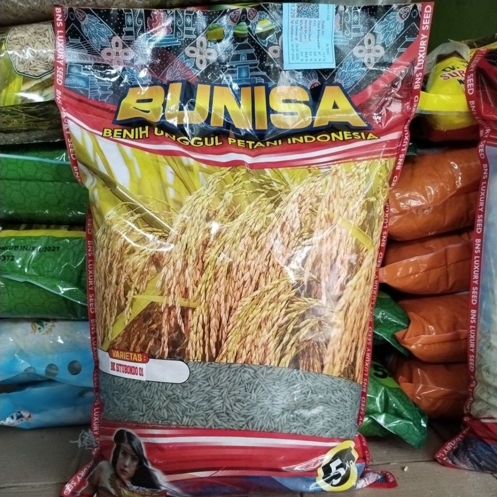 Benih padi Super genjah BK Situbondo 01 5 kg, Benih bersertifikat, umur panen cepat, tahan lahan ase