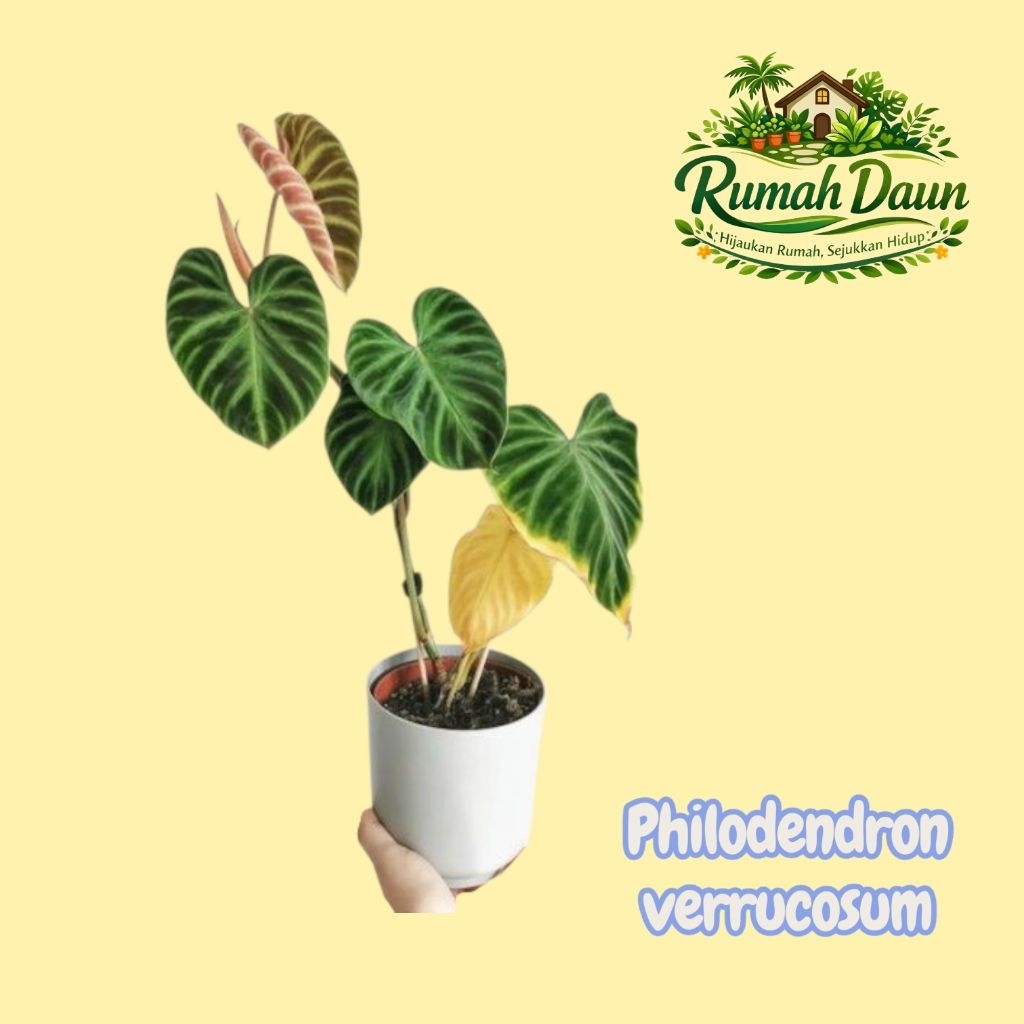 tanaman hias philodendron verrucosum - philodendron verrucosum