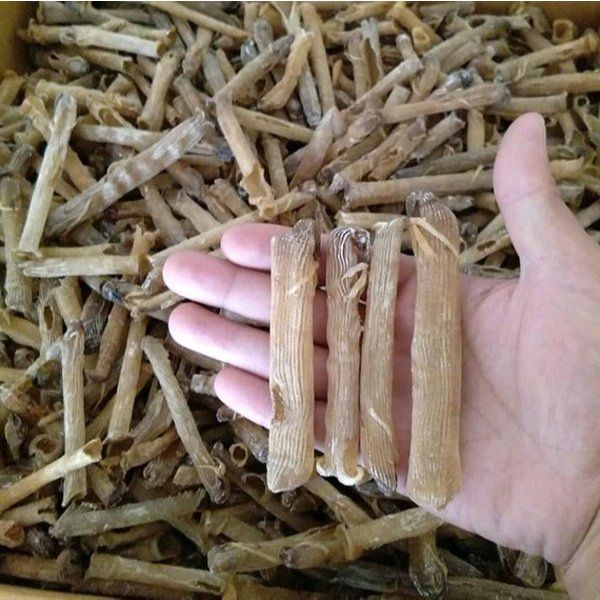 PER 100 GR Peanut Worm Cacing Laut Kering Besar Konsumsi Resto Seafood Chinese ISI 400-500 PCS/KG