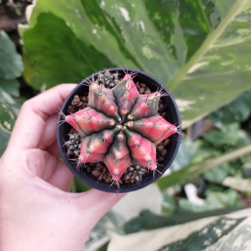 Kaktus Palembang Sukulen Sumatera Indukan Gymno Gymnocalycium Carnelian