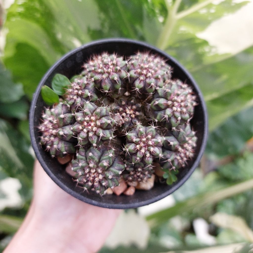 Kaktus Palembang Sukulen Sumatera Gymno Gymnocalycium Hybrid Seedling Cluster Trex Purple Pink