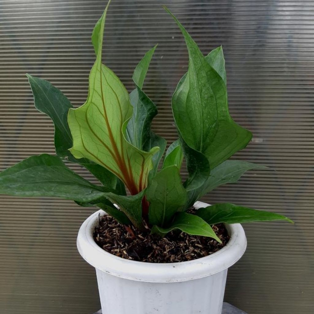 jemani obor merah jumbo