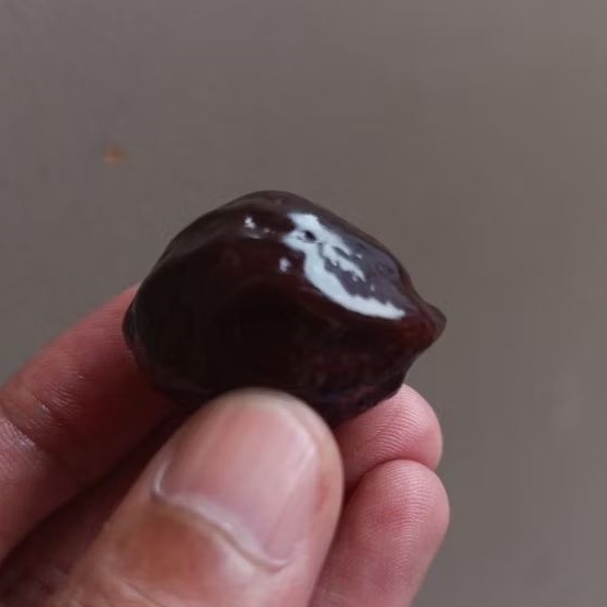 Muncang Adu Jalim kebo jr kode A