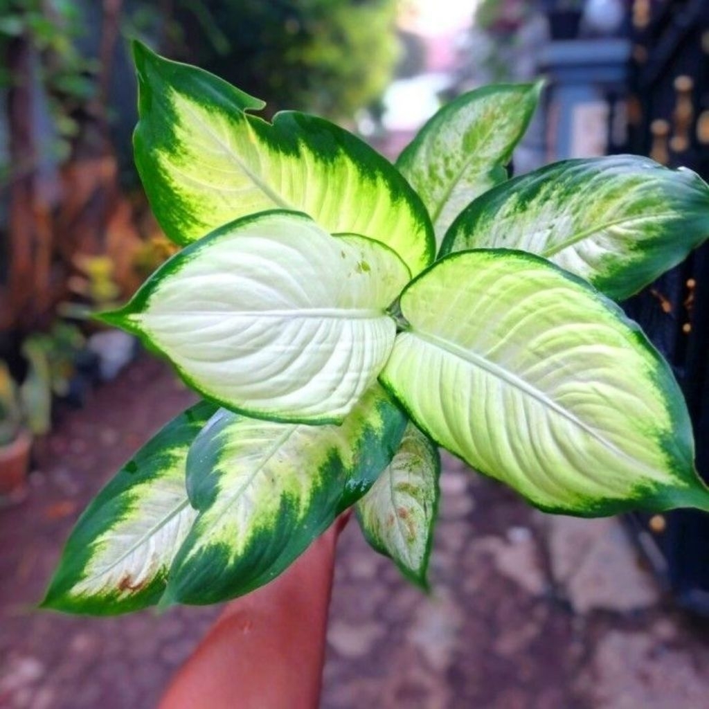 Tanaman hias aglonema diven tisue gold