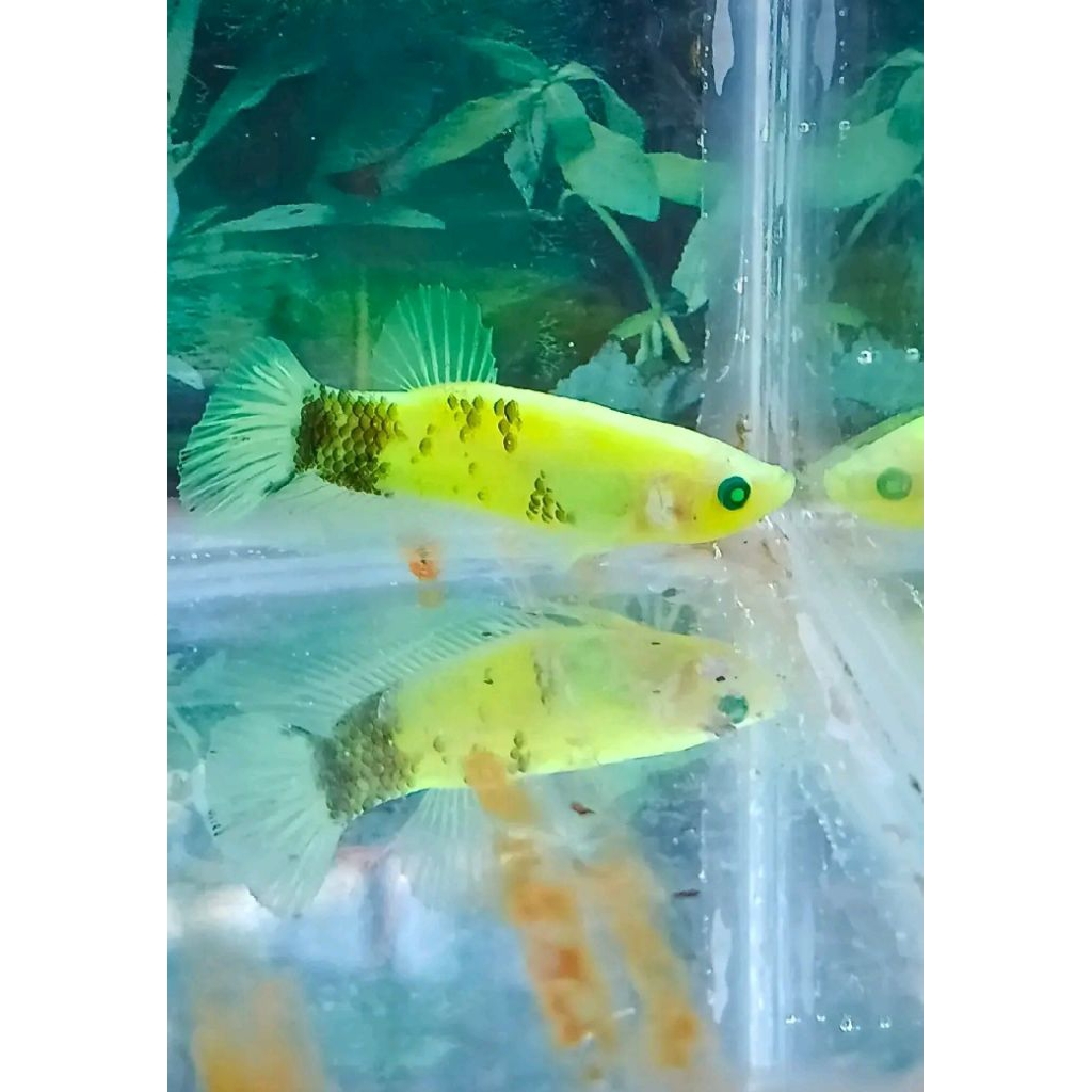 PLAKAT NEON GLOW FISH MENYALA