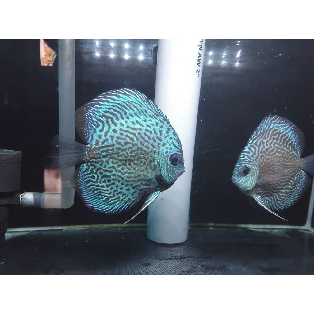 discus terques pair