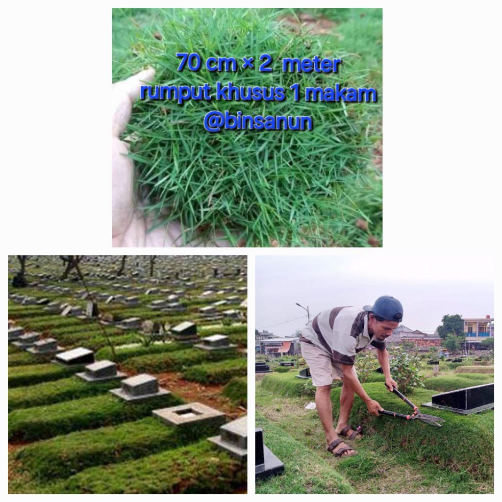 Promo Rumput jepang/swis untuk 1 makam-rumput jepang-Rumput swis
