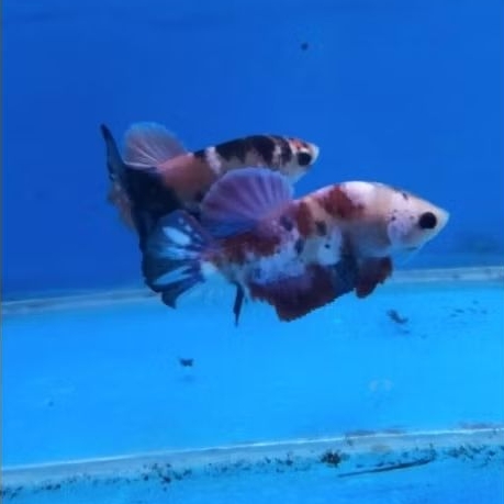 cupang multicolor/nemo/barongsai