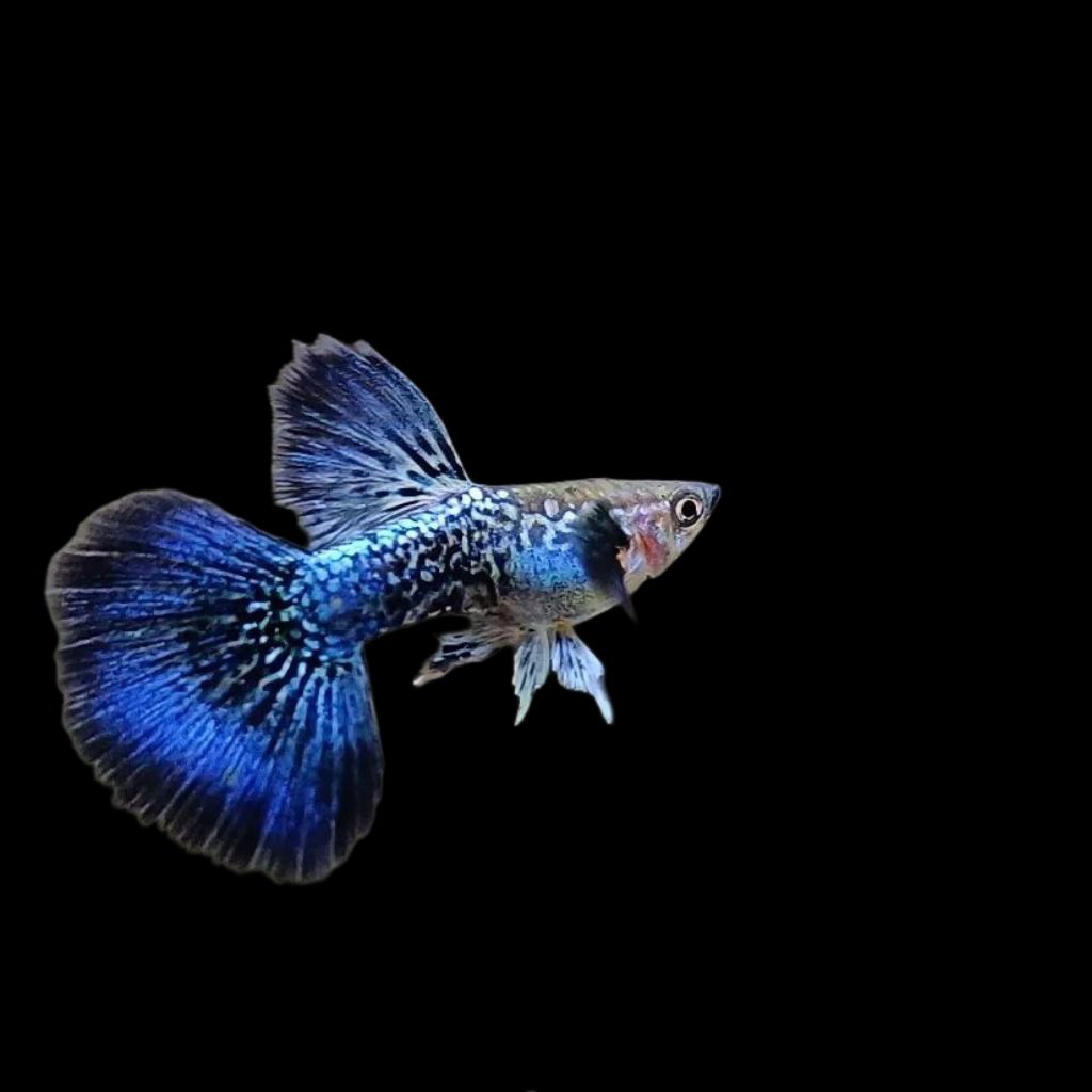 (Hiasan Aquarium)Guppy Blue Dragon HM
