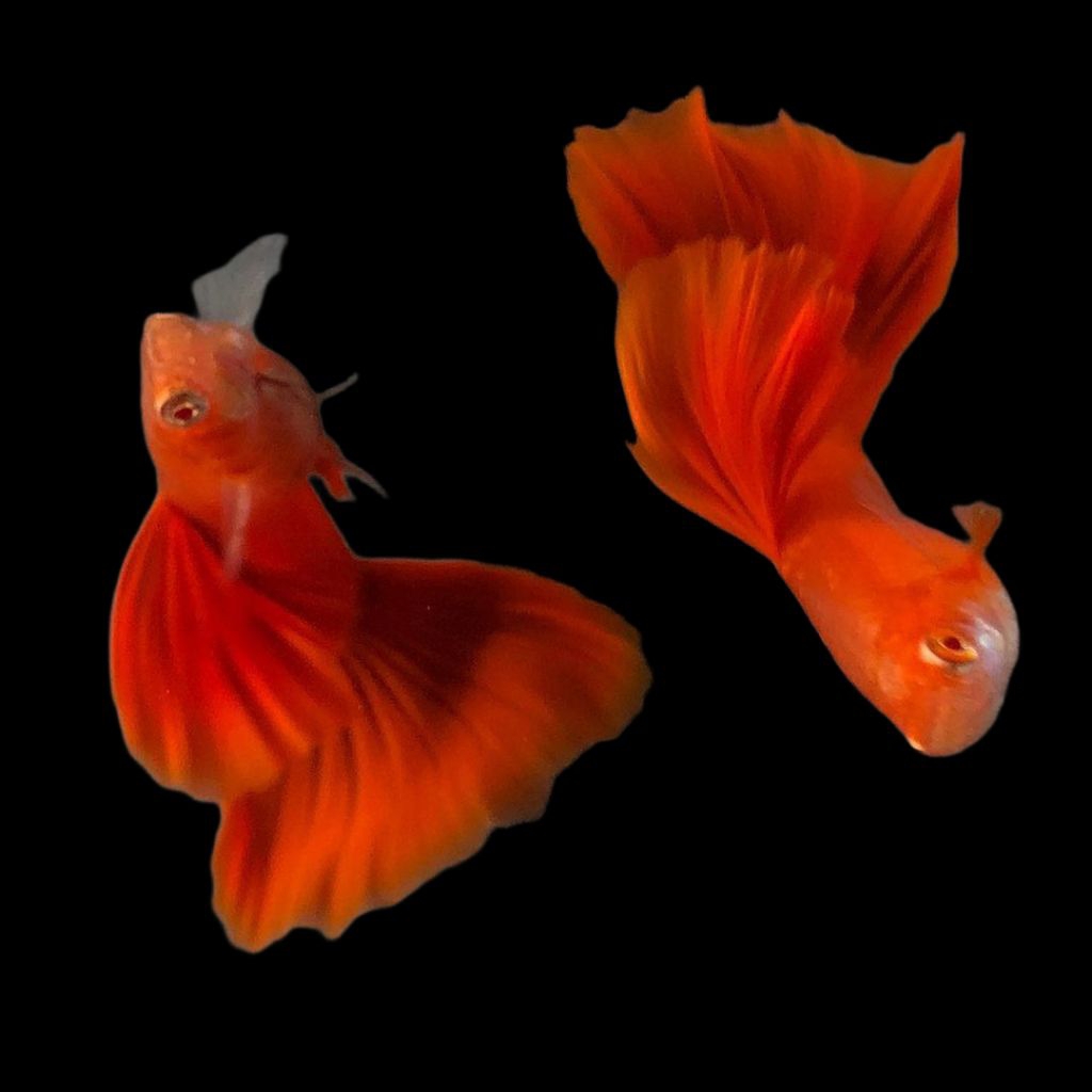 (Hiasan Aquarium)Guppy AFR Red Ear