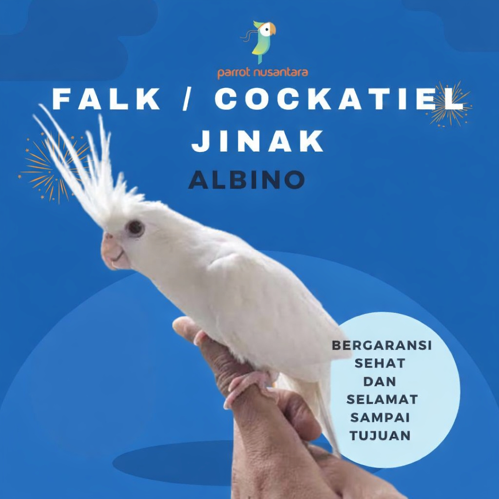 PARKIT AUSTRALIA/FALK COCKTAEIL ALBINO JINAK DAN MURAH