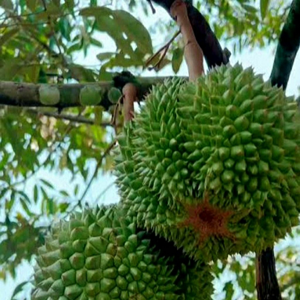 Bibit tanaman Durian Duri Hitam / Black Thorn